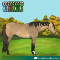 Horse Color:Buckskin Dun
