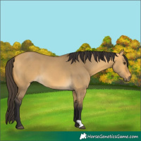 Horse Color:Buckskin Dun