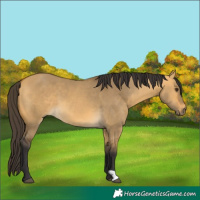 Horse Color:Buckskin Dun 