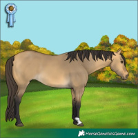 Horse Color:Buckskin Dun 