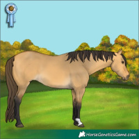 Horse Color:Buckskin Dun 