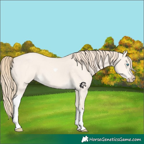 Horse Color:Perlino Dun Tobiano 