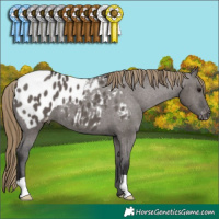 Horse Color:Smoky Grullo Appaloosa 