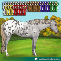 Horse Color:Smoky Grullo Appaloosa 