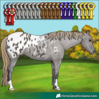 Horse Color:Smoky Grullo Appaloosa 