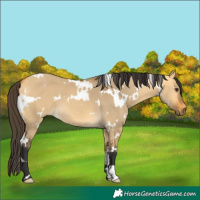 Horse Color:White Spotted Buckskin Dun 