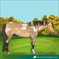 Horse Color:White Spotted Buckskin Dun 