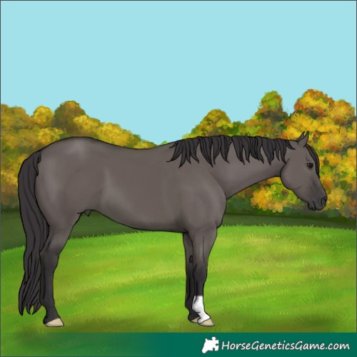 Horse Color:Smoky Grullo 