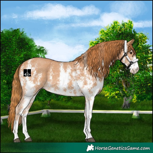 Horse Color:Chestnut Sabino 