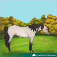 Horse Color:Bay Roan Dun 