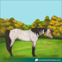 Horse Color:Bay Roan Dun 