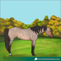 Horse Color:Bay Roan Dun 