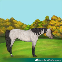 Horse Color:Brown Roan Dun 