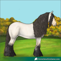 Horse Color:Buckskin Roan Dun