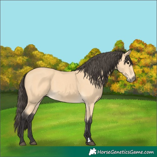 Horse Color:Buckskin 