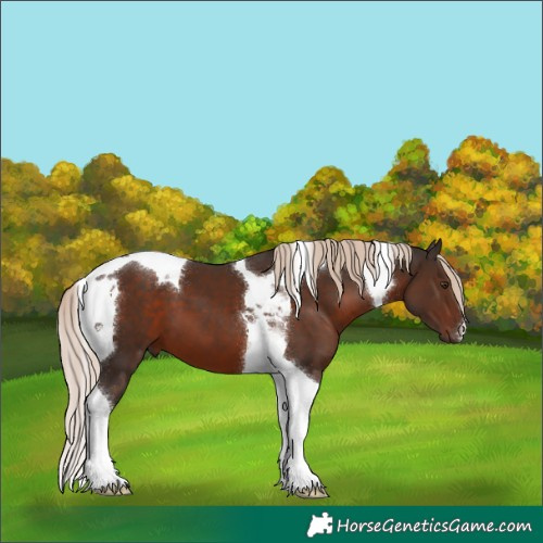 Horse Color:Liver Chestnut Tobiano