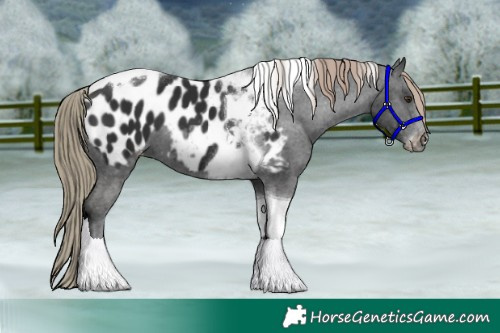 Horse Color:Liver Chestnut Tobiano Appaloosa 
