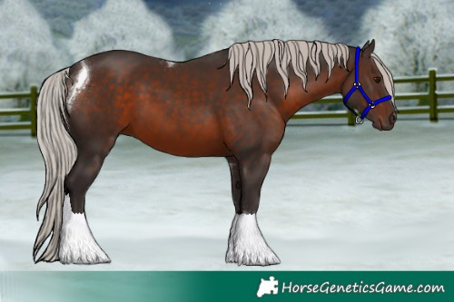 Horse Color:Silver Brown Tobiano 