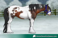Horse Color:Brown Tobiano Frame Appaloosa 