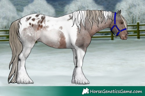 Horse Color:Liver Chestnut Tobiano Blanket 