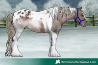 Horse Color:Liver Chestnut Tobiano Appaloosa