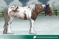 Horse Color:Liver Chestnut Tobiano Appaloosa