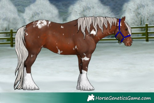 Horse Color:White Spotted Silver Bay Tobiano Appaloosa
