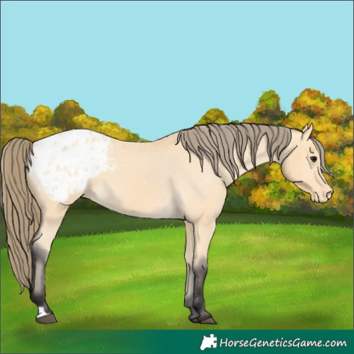 Horse Color:Buckskin Appaloosa 