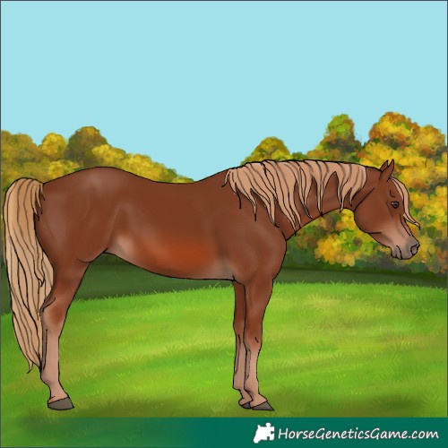 Horse Color:Chestnut 