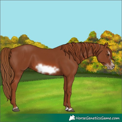 Horse Color:Chestnut Frame