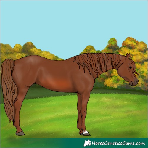 Horse Color:Chestnut 