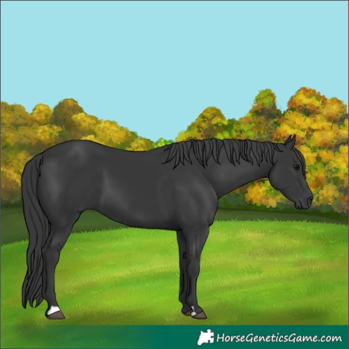 Horse Color:Black 