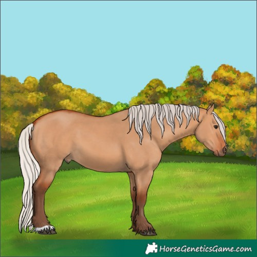 Horse Color:Silver Bay Dun