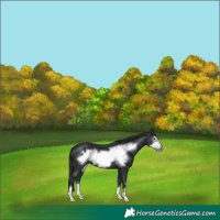 Horse Color:Black Frame 