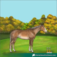 Horse Color:Chocolate Palomino 
