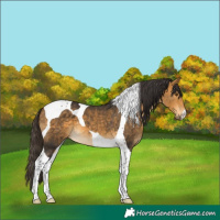 Horse Color:Buckskin Tobiano 