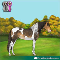 Horse Color:Buckskin Tobiano 