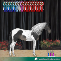 Horse Color:Black Tobiano