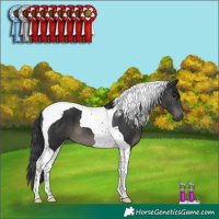 Horse Color:Black Tobiano