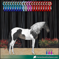 Horse Color:Black Tobiano 