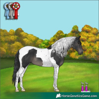 Horse Color:Black Tobiano