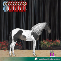 Horse Color:Black Tobiano 