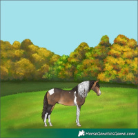 Horse Color:Buckskin Tobiano 