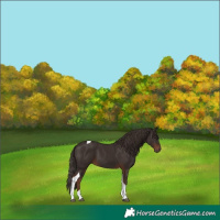 Horse Color:Liver Chestnut Tobiano 