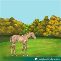 Horse Color:Gray White Spotted Gold Cream Champagne Dun