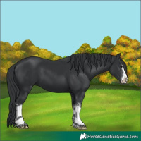 Horse Color:White Spotted Black 
