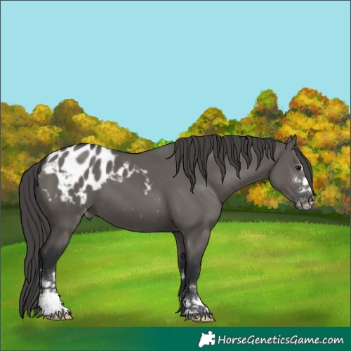 Horse Color:Grullo Appaloosa 
