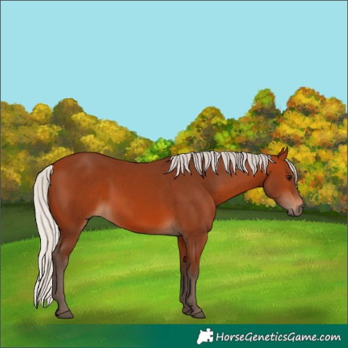 Horse Color:Silver Bay