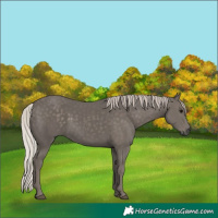 Horse Color:Silver Black 