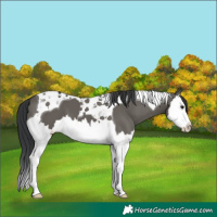Horse Color:Grullo Splash Tobiano 